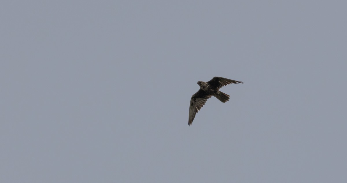 Saker Falcon - Mészáros József