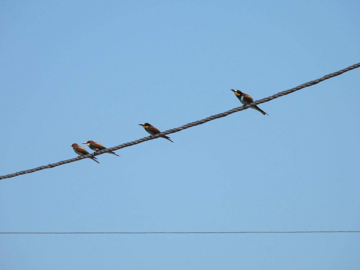 European Bee-eater - ML620747623