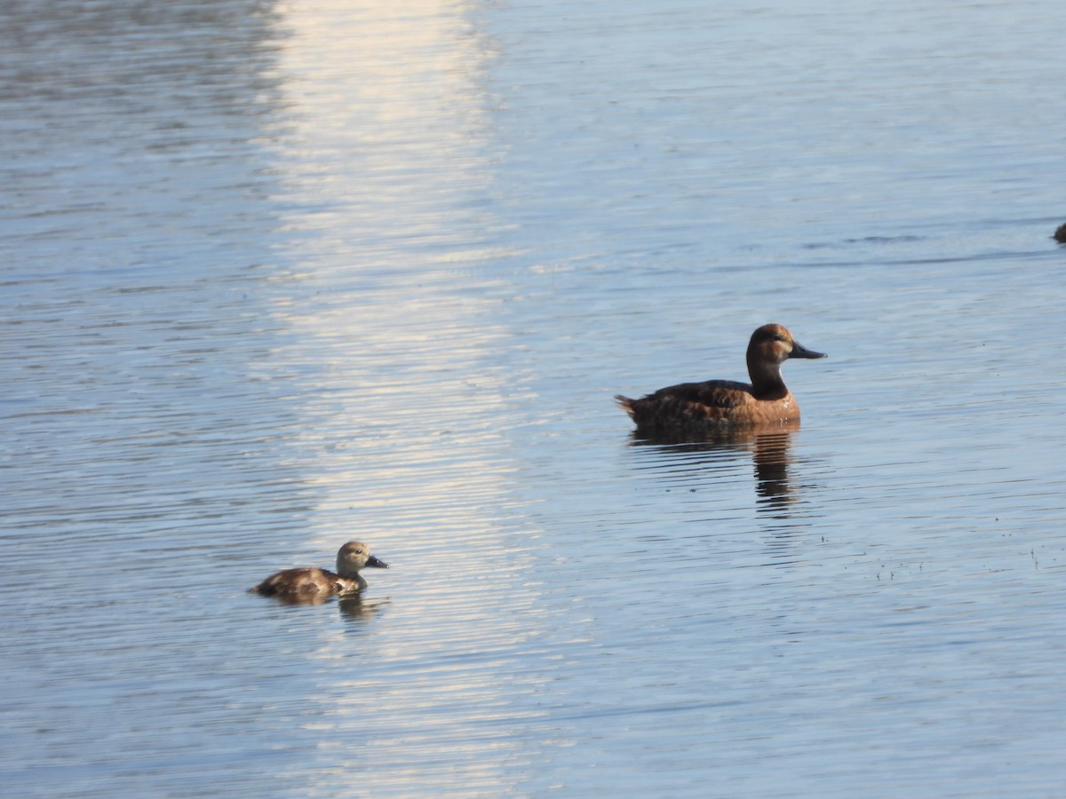 Common Pochard - ML620747626