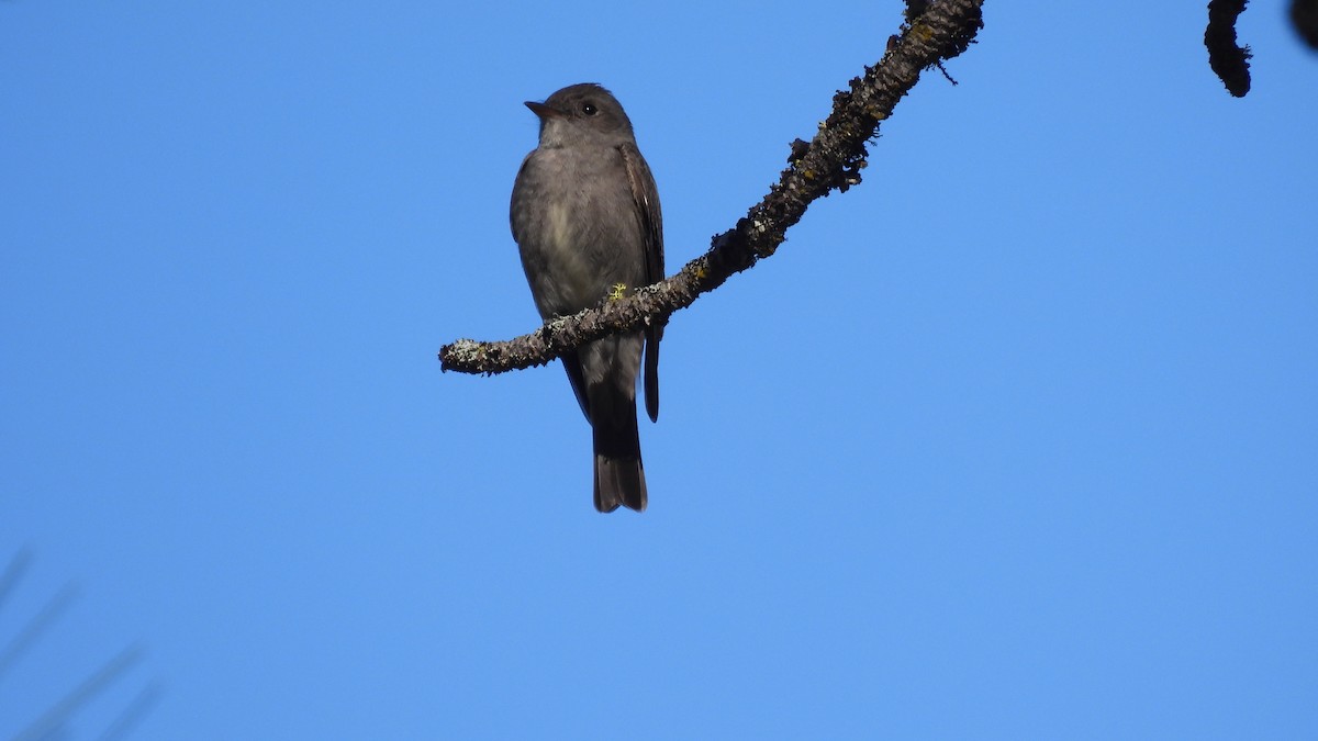 Western Wood-Pewee - ML620747629