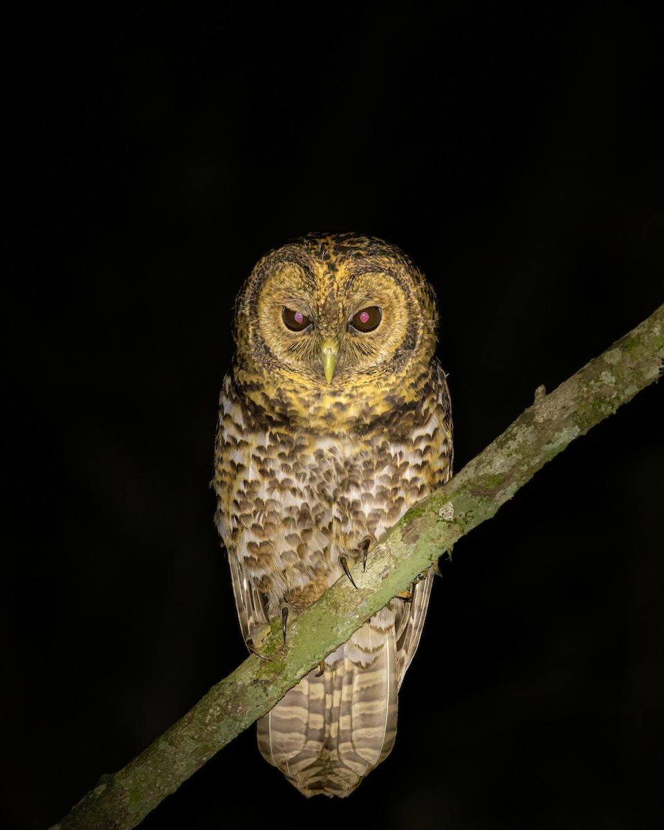 Rusty-barred Owl - ML620747635