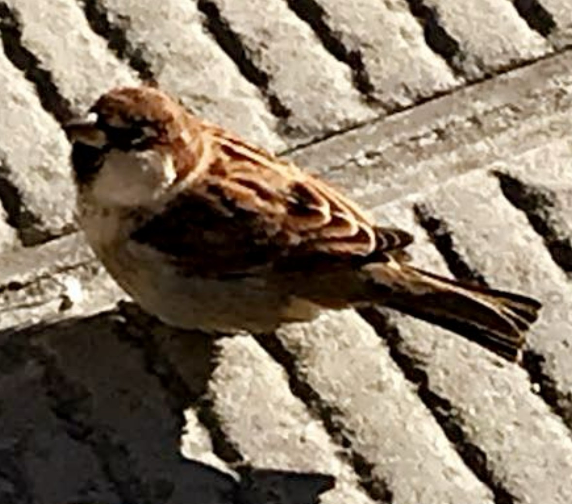 Italian Sparrow - ML620747642