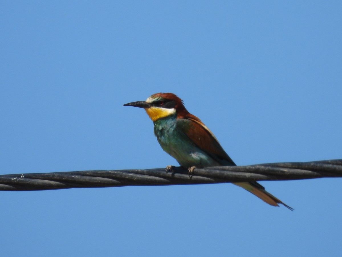 European Bee-eater - ML620747644