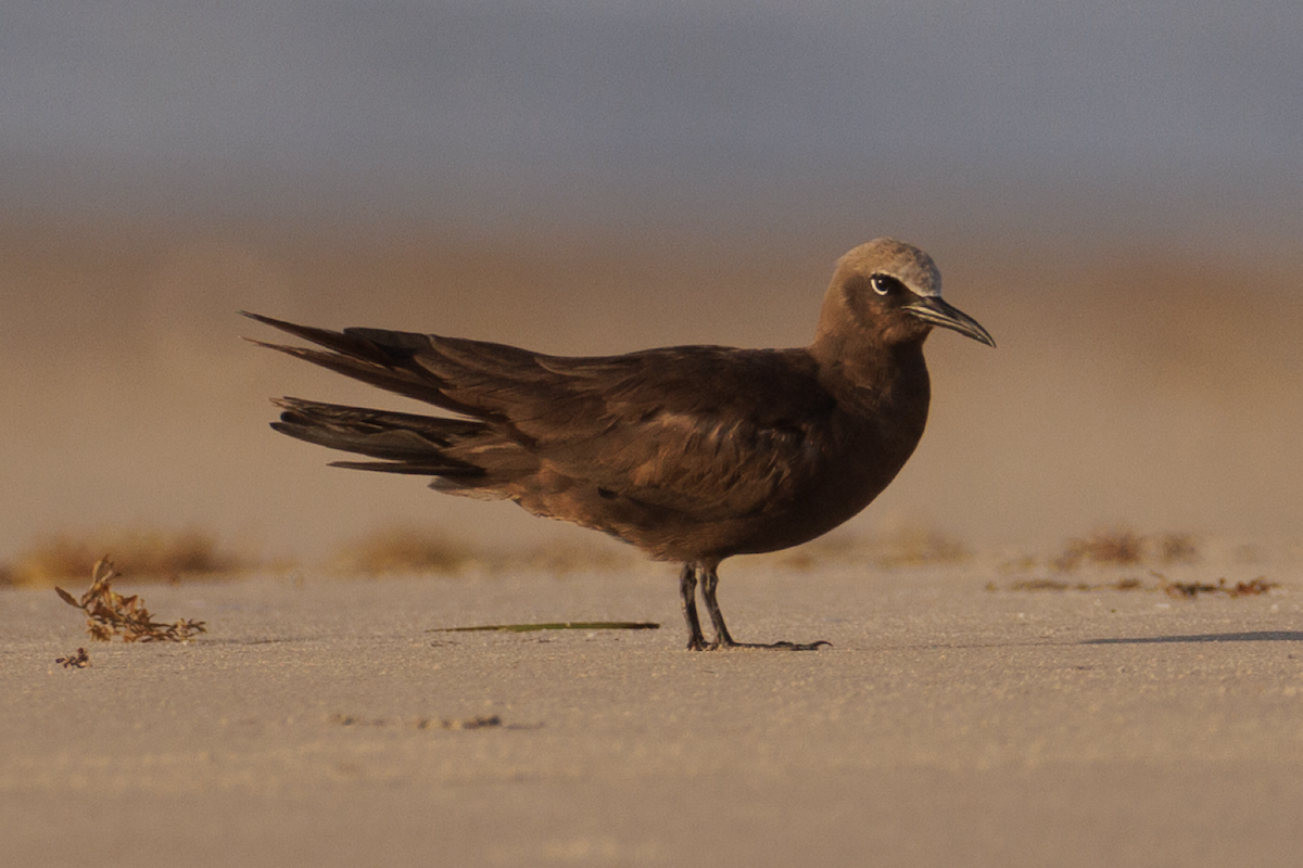 Brown Noddy - ML620747645