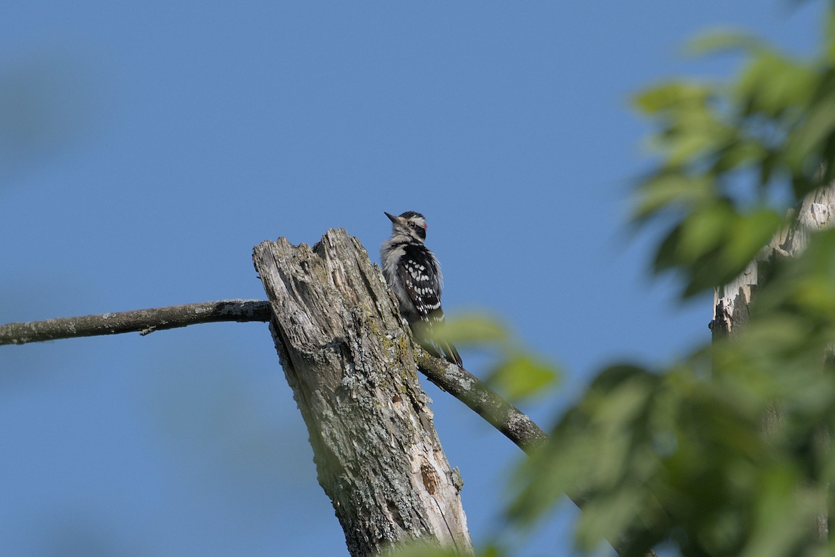 セジロアカゲラ（villosus グループ） - ML620747648