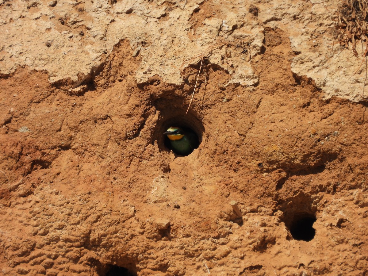 European Bee-eater - ML620747651