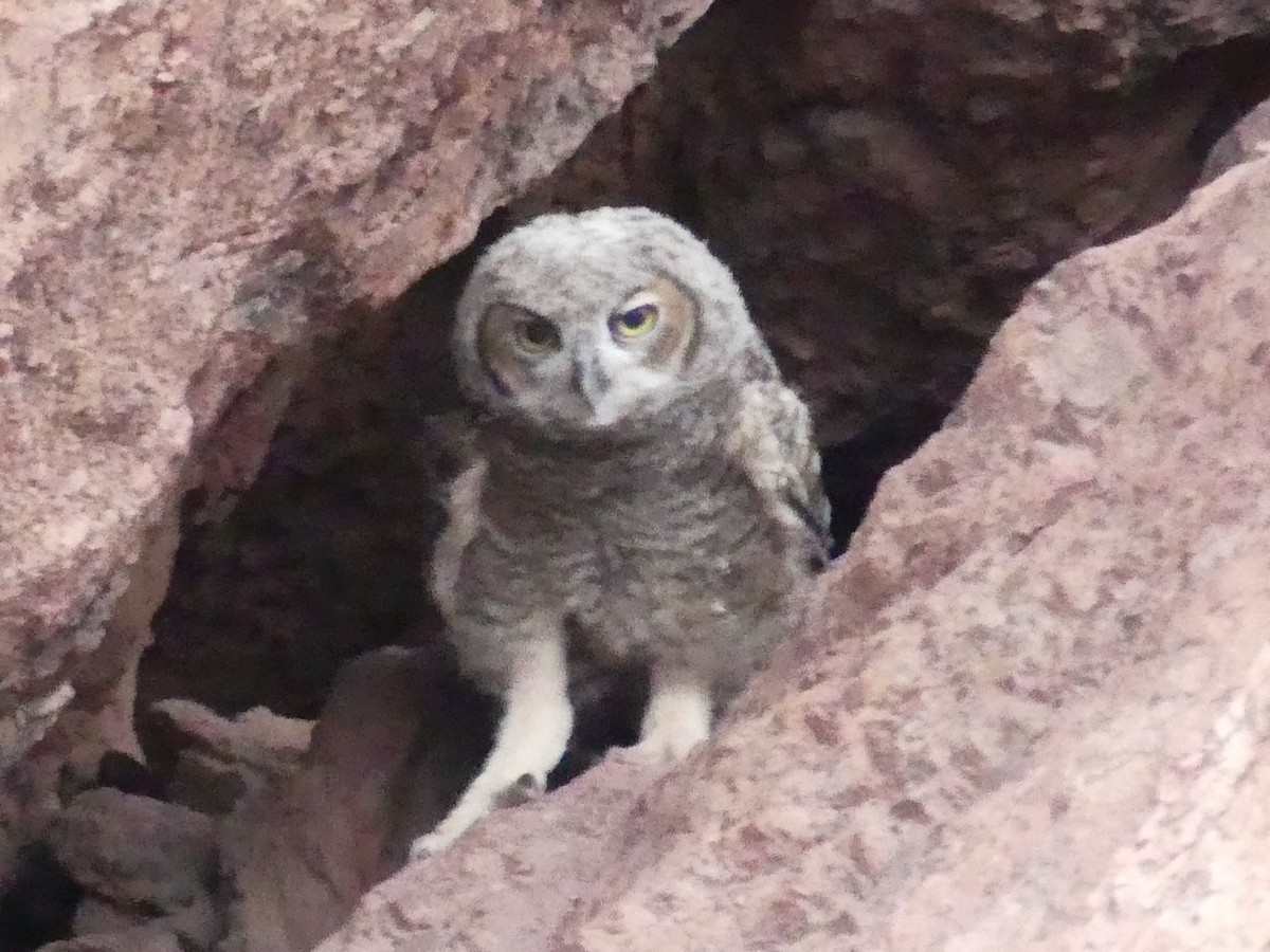 Great Horned Owl - Dennis Wolter