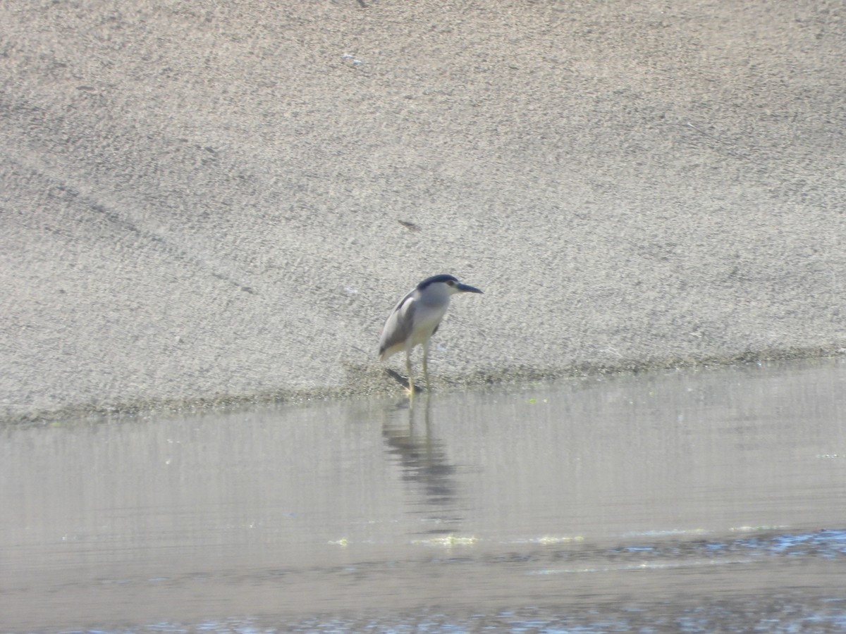 Black-crowned Night Heron - ML620747660