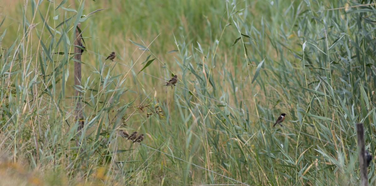 European Stonechat - ML620747662