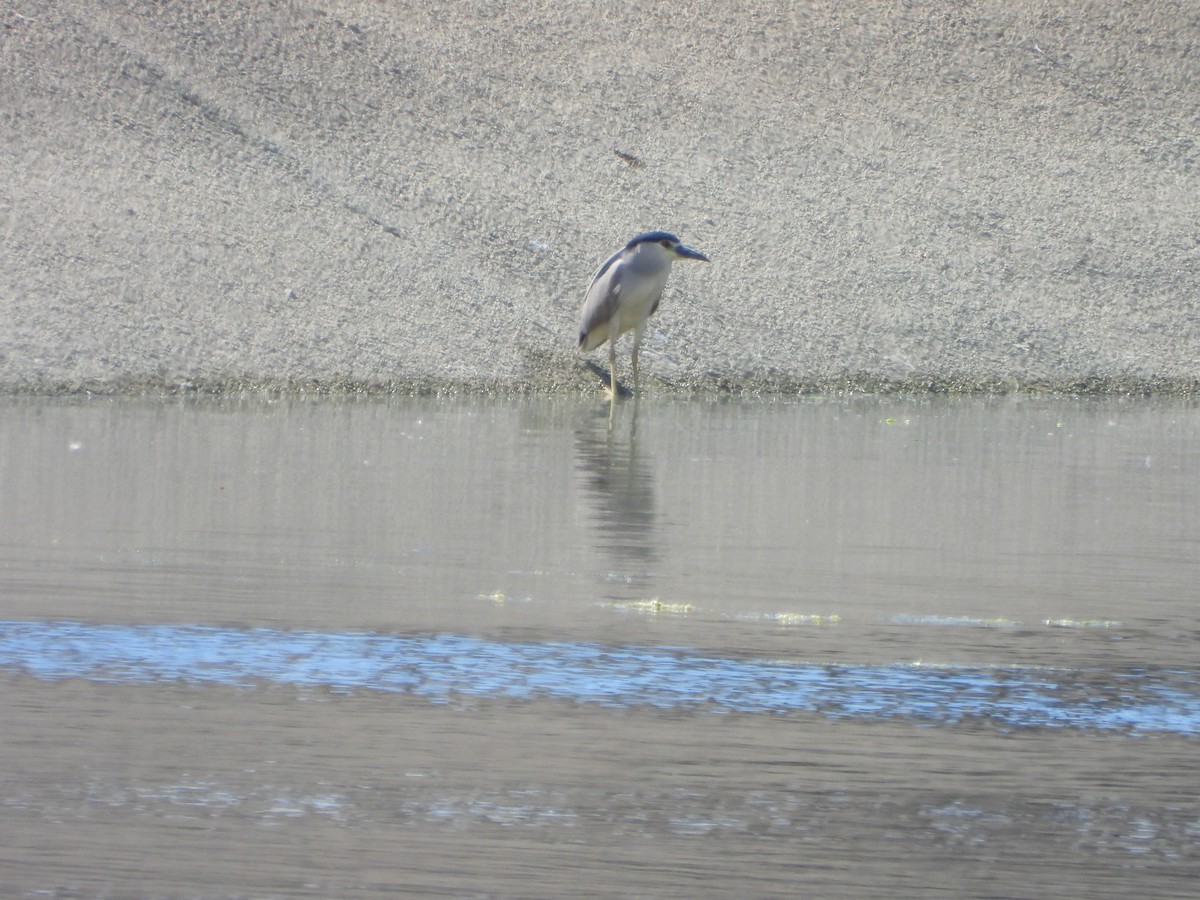 Black-crowned Night Heron - ML620747663