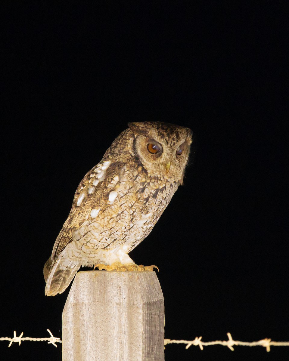 Long-tufted Screech-Owl - ML620747664