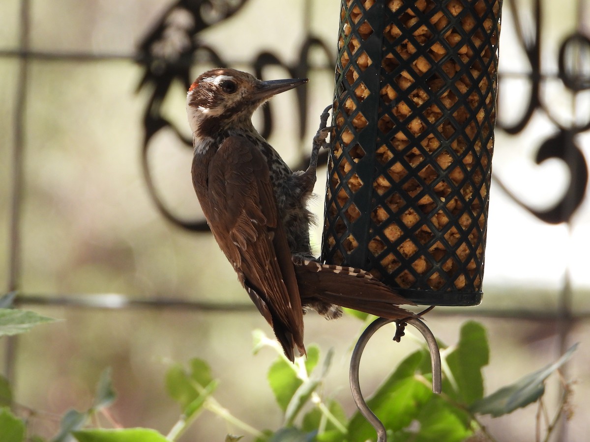 Arizona Woodpecker - ML620747665
