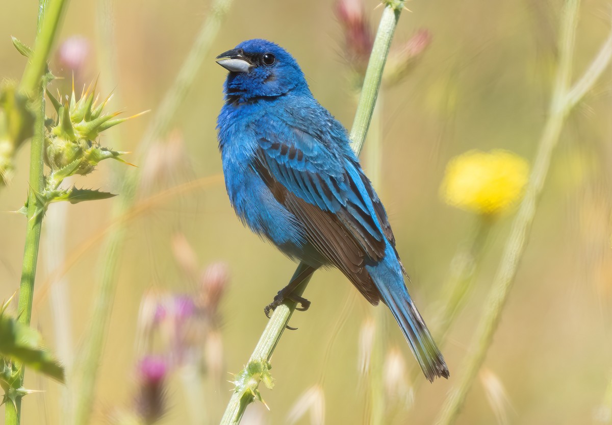 Indigo Bunting - ML620747666