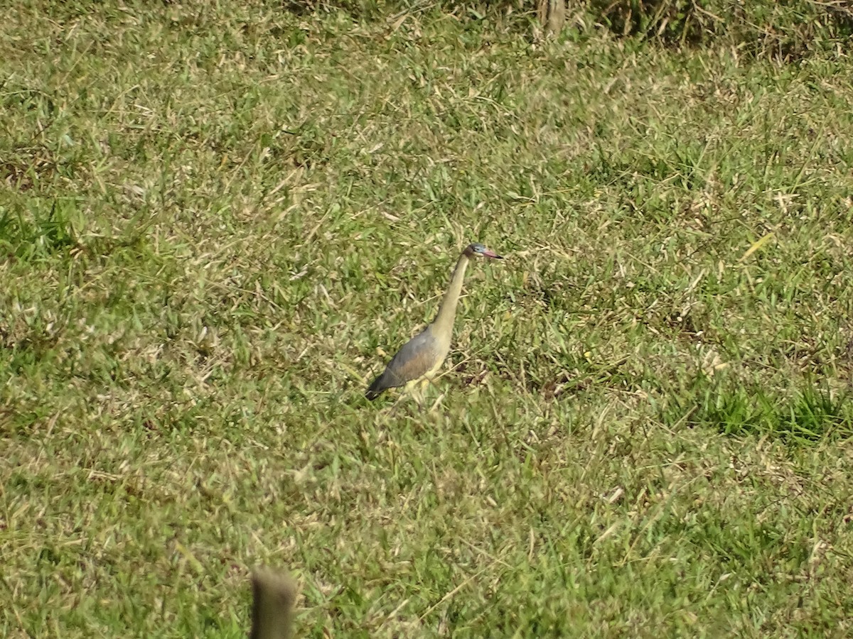 Whistling Heron - ML620747668