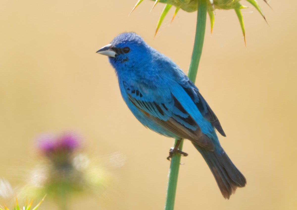 Indigo Bunting - ML620747669