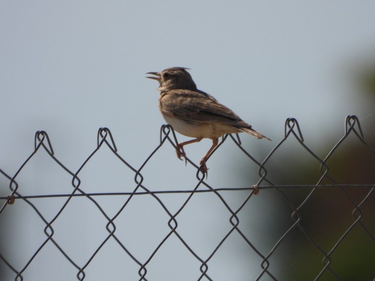 Crested Lark - ML620747670