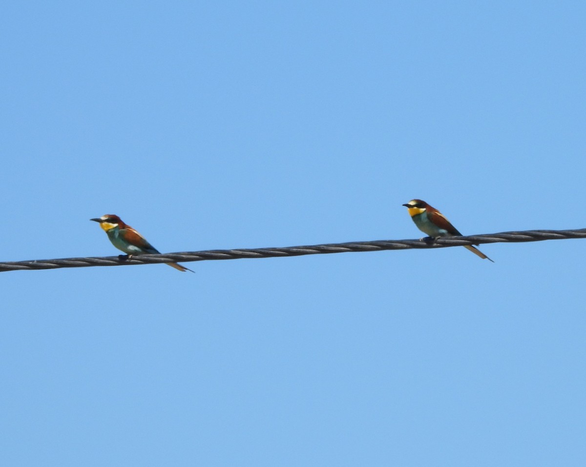 European Bee-eater - ML620747671