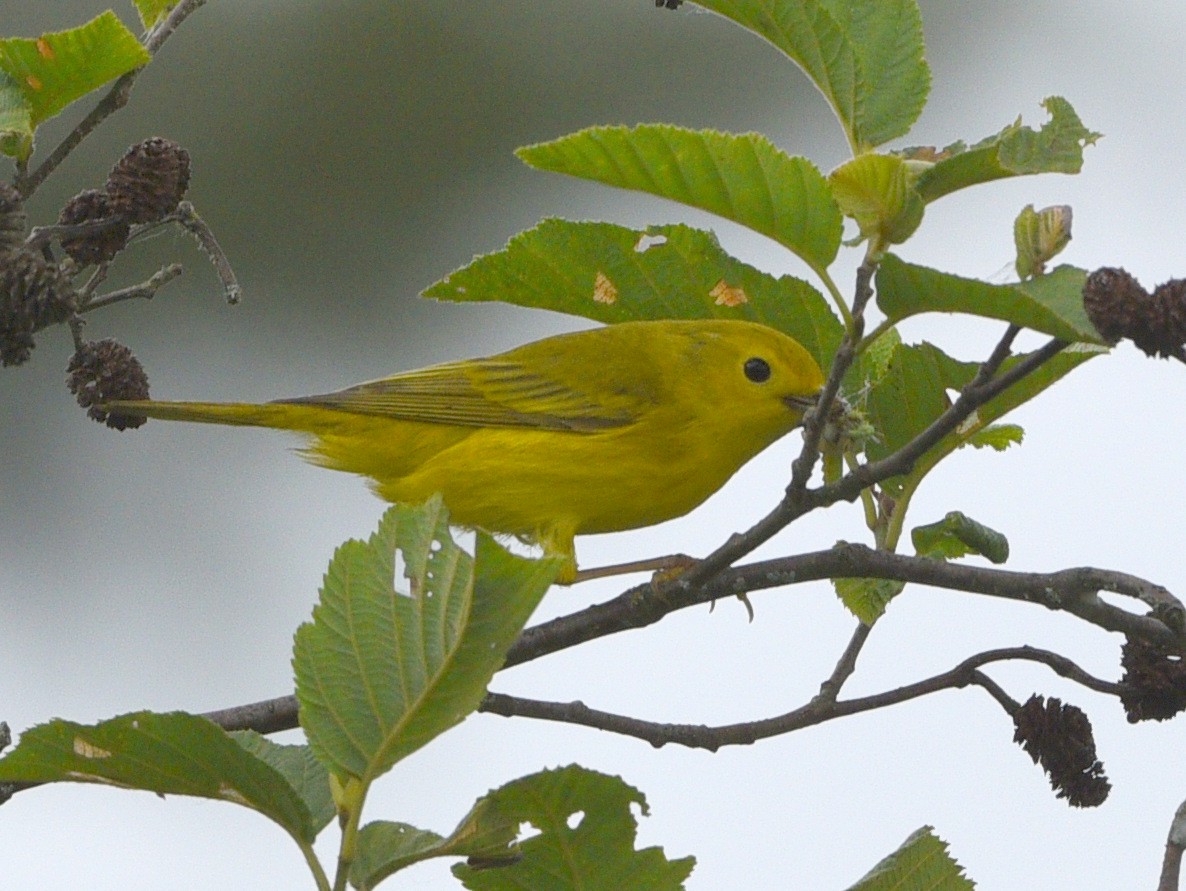 Yellow Warbler - Wendy Hill