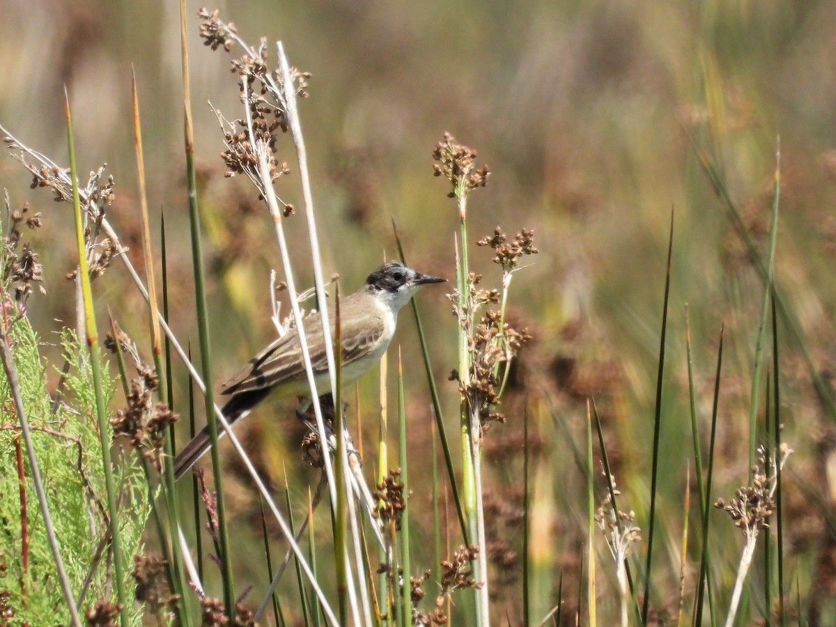 Western Yellow Wagtail (feldegg) - ML620747677