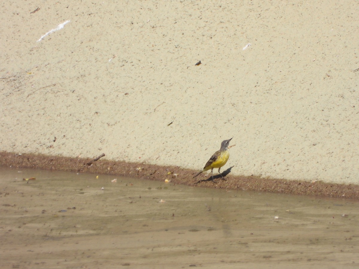 Western Yellow Wagtail - ML620747679