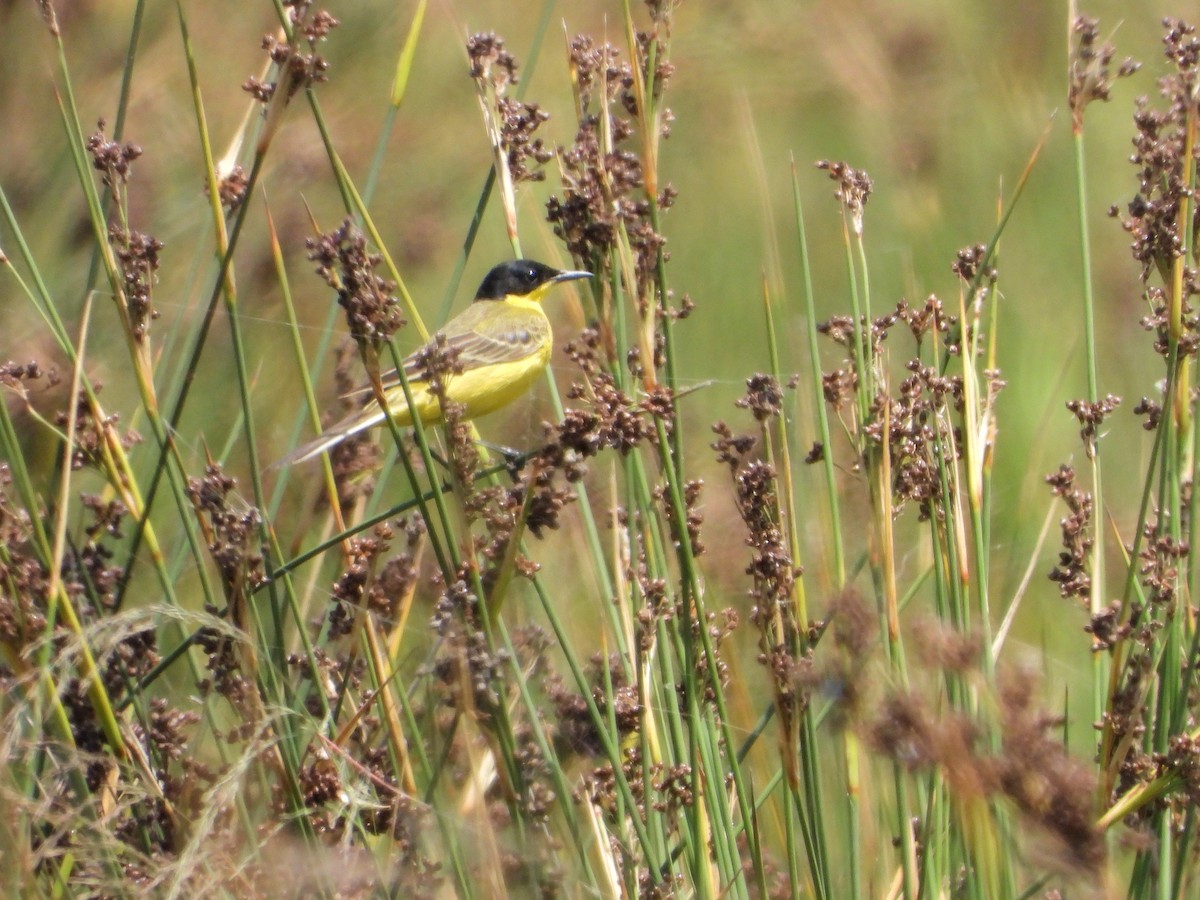 Western Yellow Wagtail (feldegg) - ML620747683