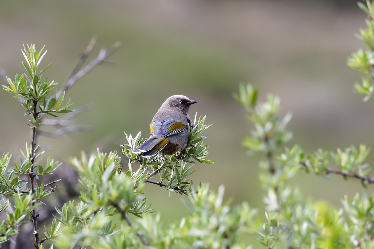 Elliot's Laughingthrush - ML620747685