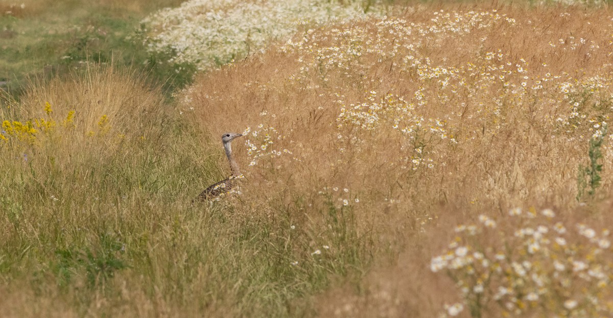 Great Bustard - ML620747693