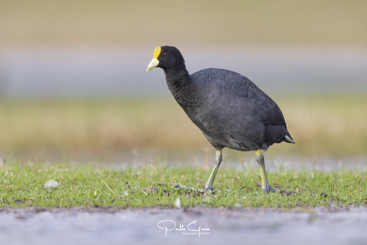 White-winged Coot - ML620747696