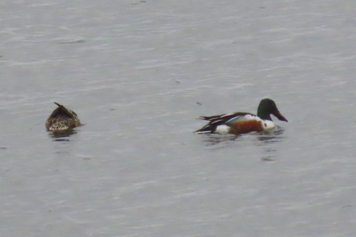 Northern Shoveler - ML620747697