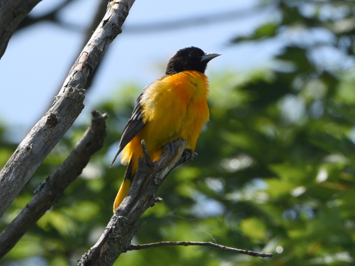 Baltimore Oriole - ML620747700