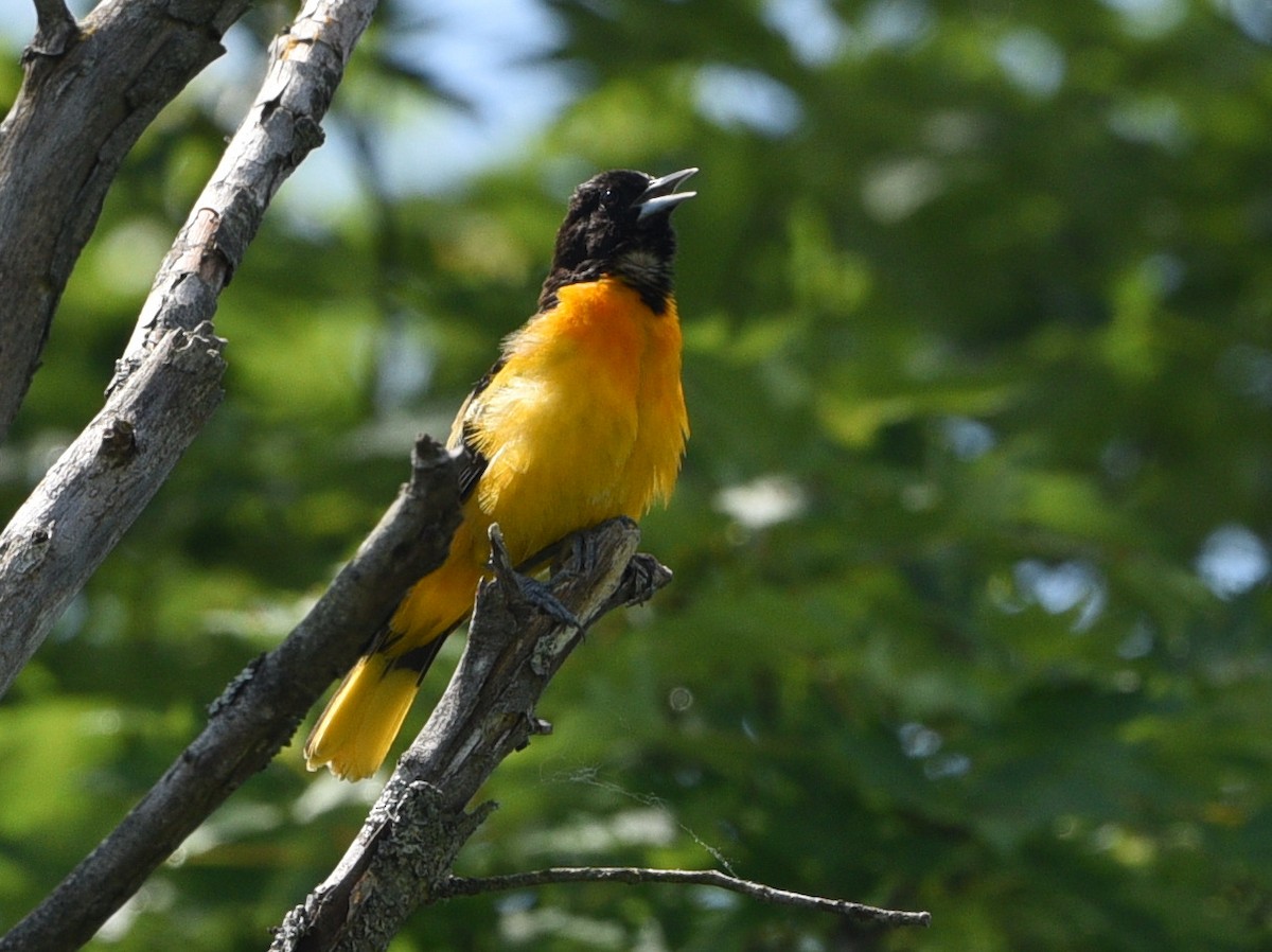 Oriole de Baltimore - ML620747701