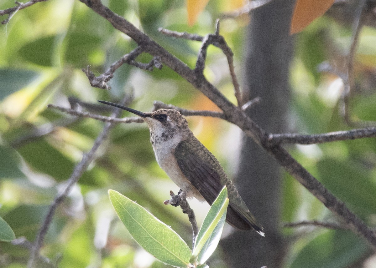 Colibrí de Costa - ML620747708