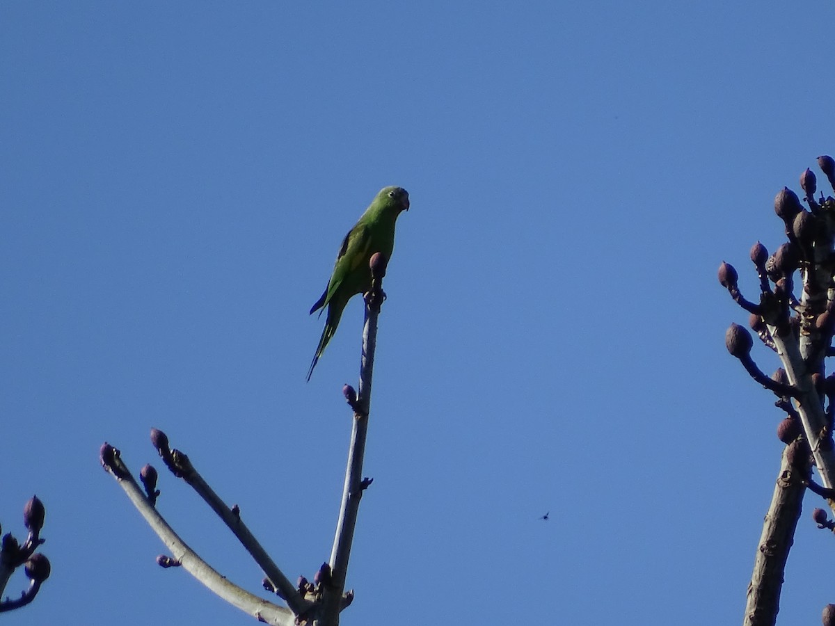 Yellow-chevroned Parakeet - ML620747710