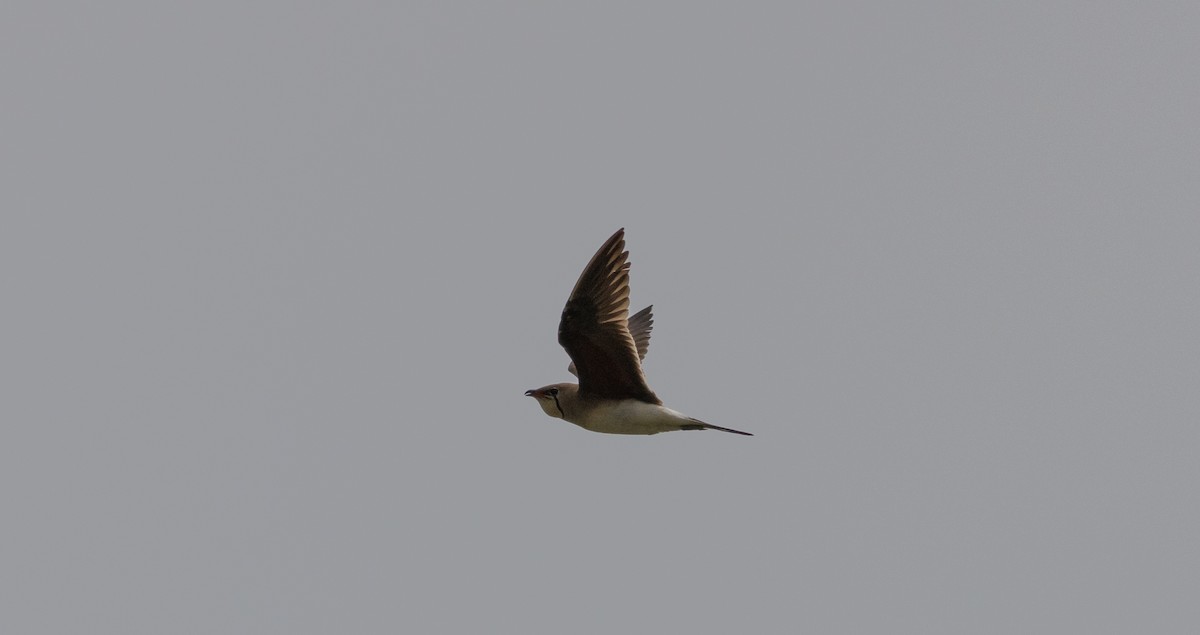 Collared Pratincole - ML620747715