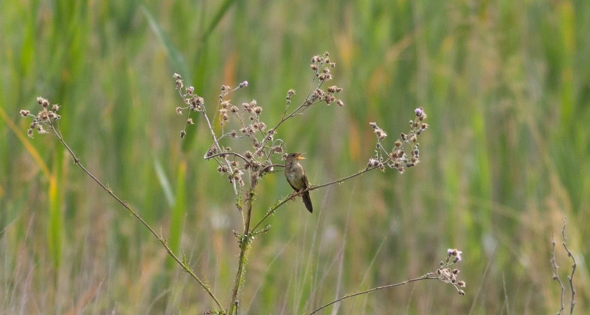 Common Grasshopper Warbler - ML620747726