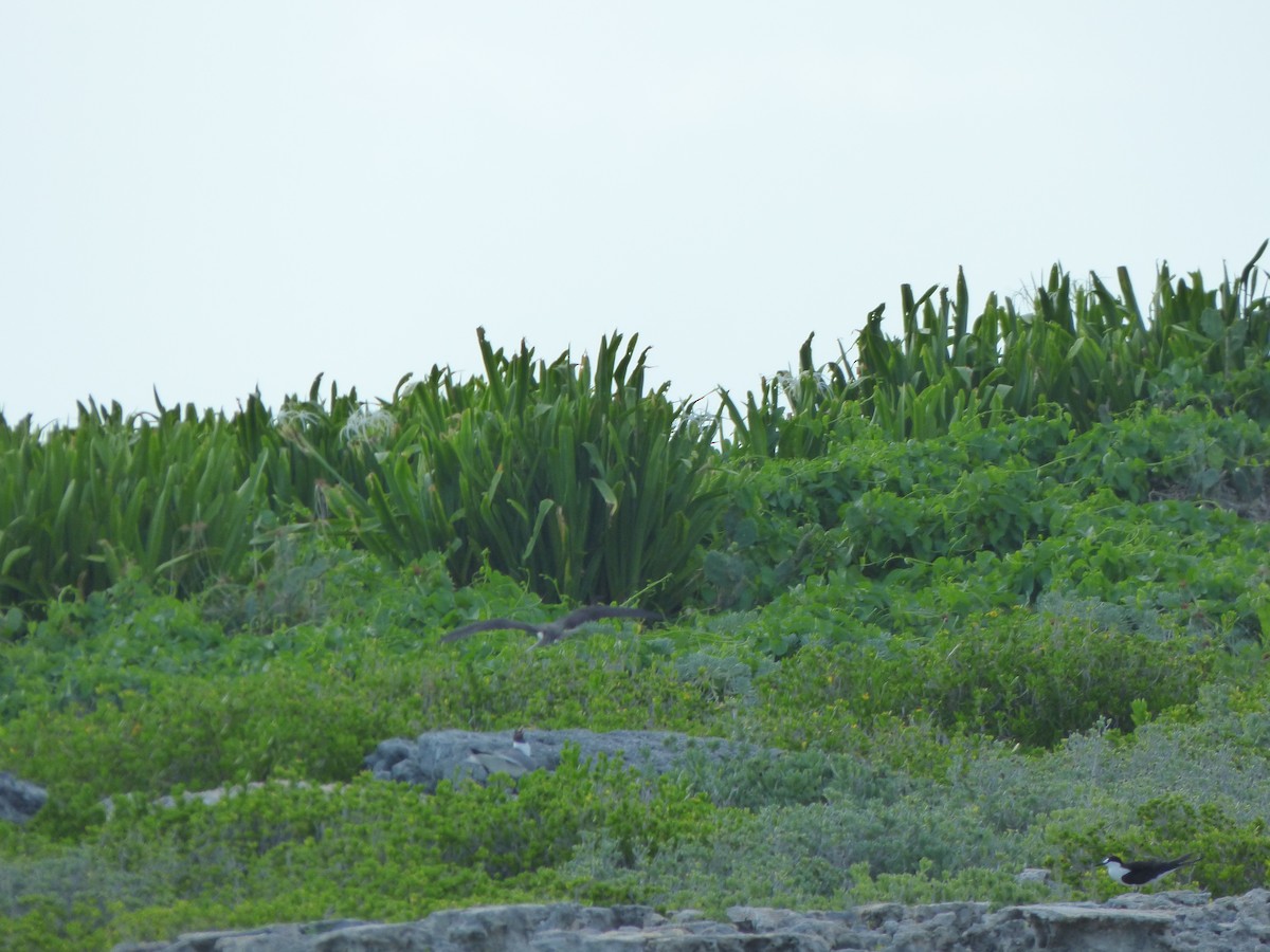 Sooty Tern - ML620747733