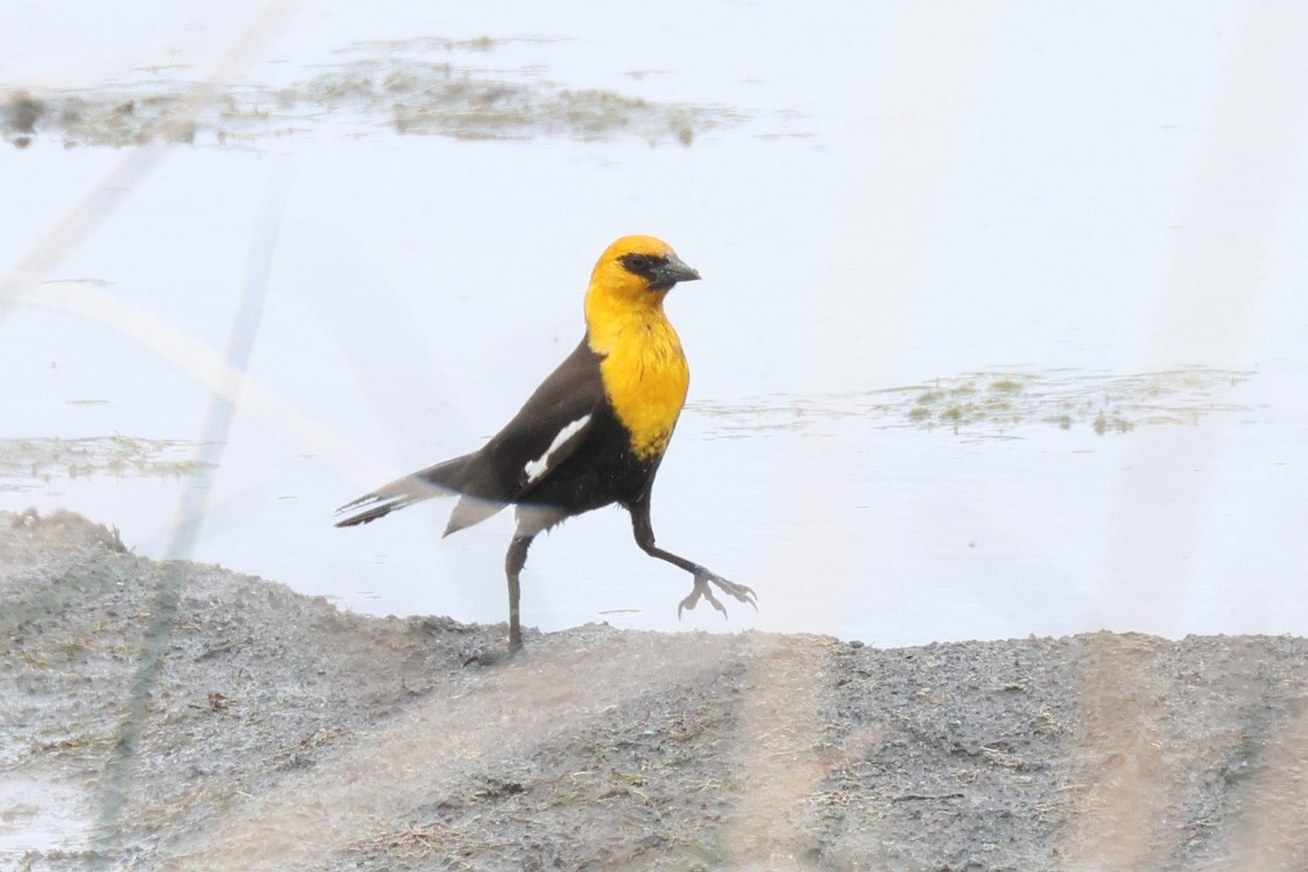 Yellow-headed Blackbird - ML620747734