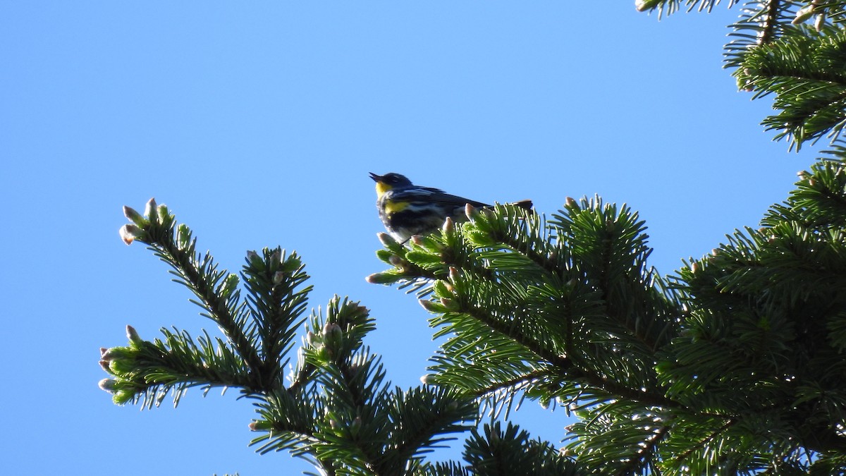 Yellow-rumped Warbler (Audubon's) - ML620747755