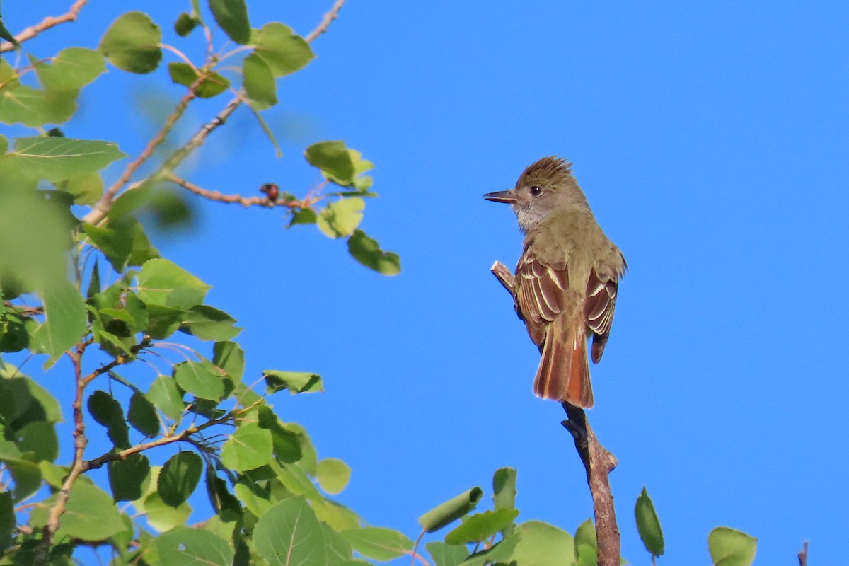 Great Crested Flycatcher - ML620747757