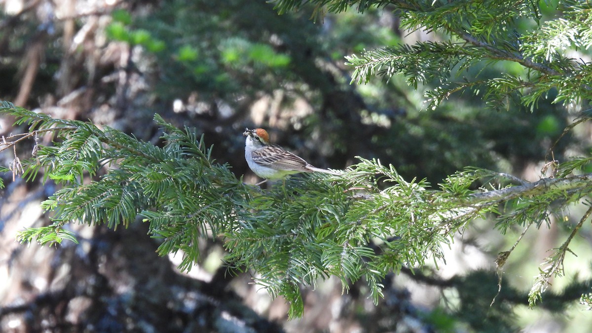 Chipping Sparrow - ML620747761