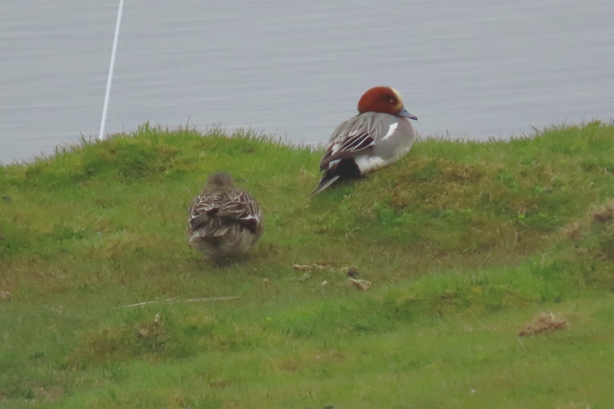 Eurasian Wigeon - ML620747763