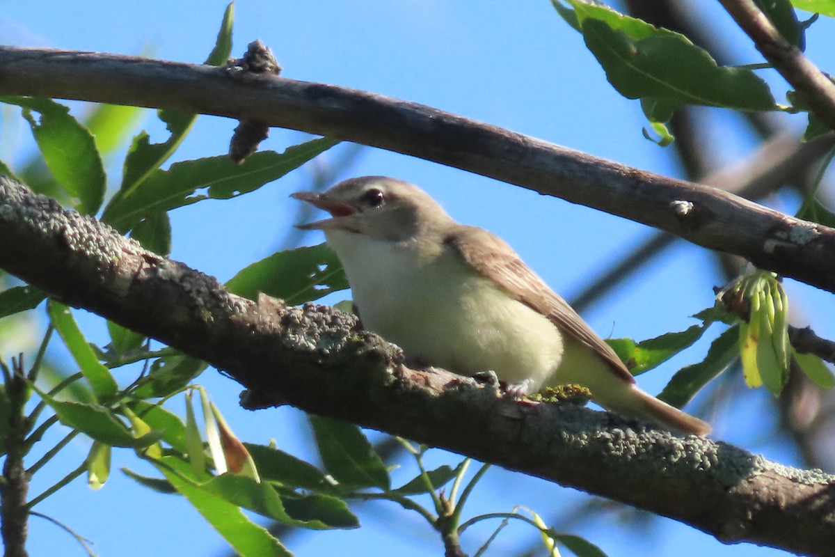 Warbling Vireo - John Zakelj