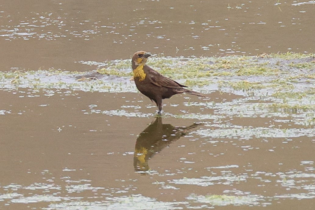 Yellow-headed Blackbird - Warren Cronan