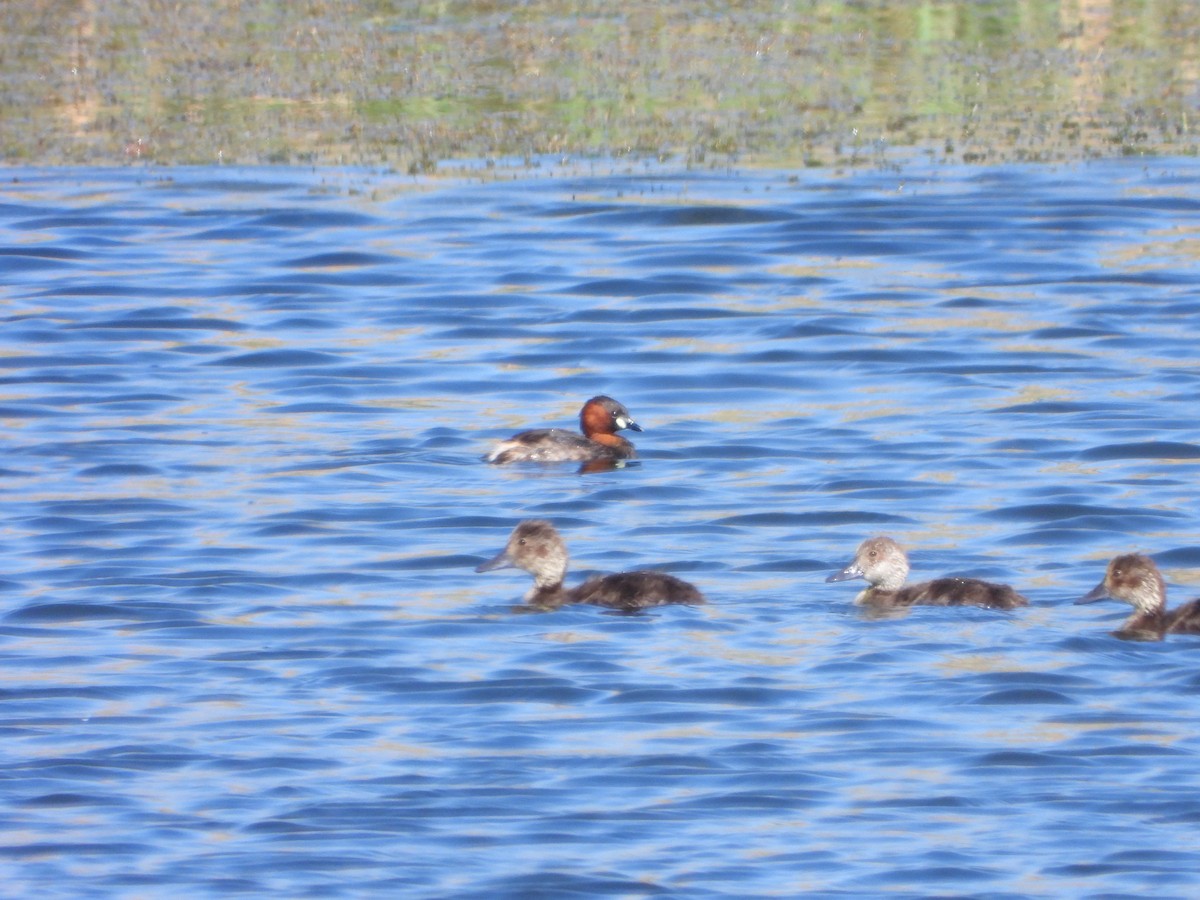 Little Grebe - ML620747766