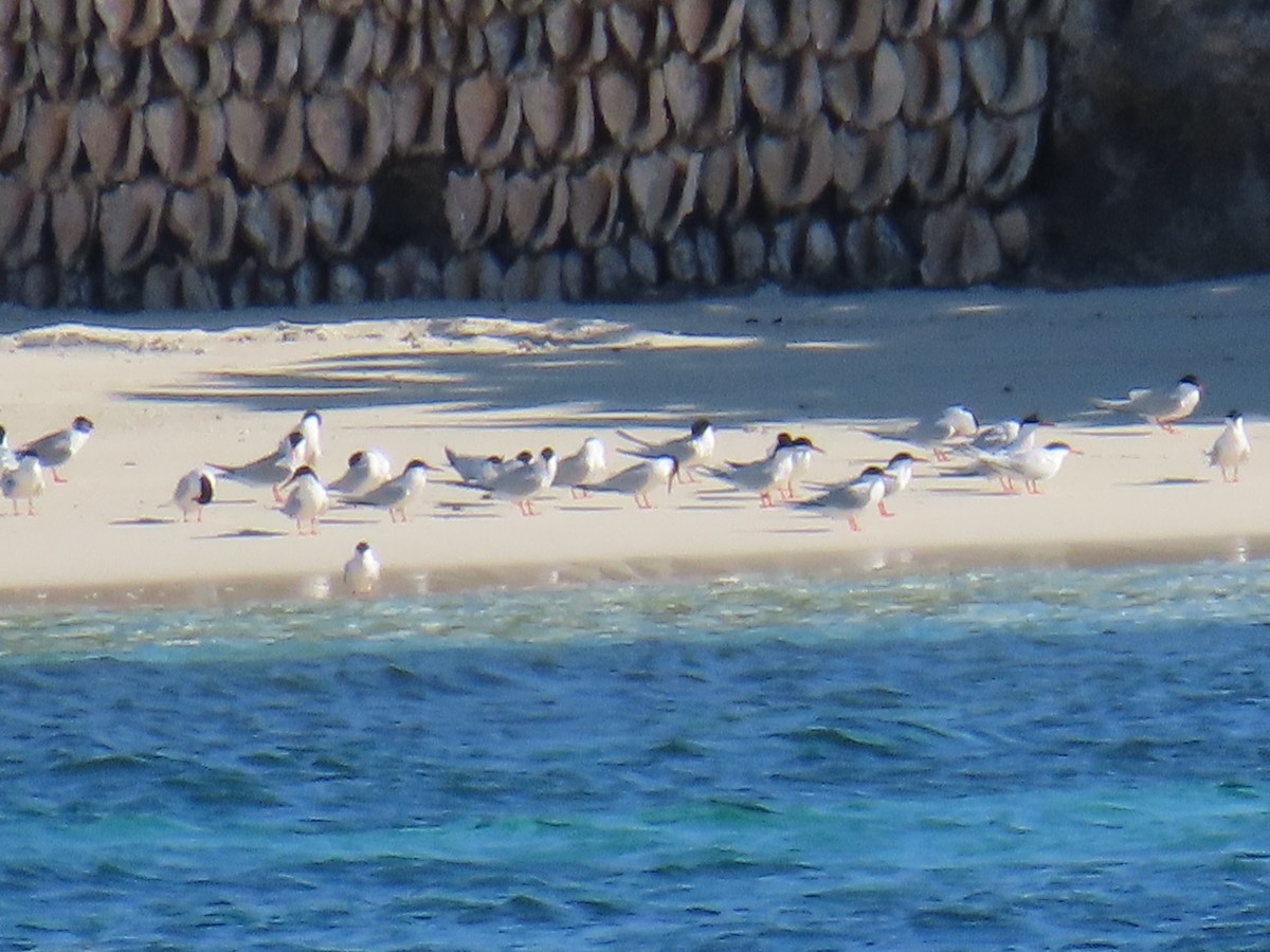 Roseate Tern - Jacqueline A Cestero Nature Explorers Anguilla Team