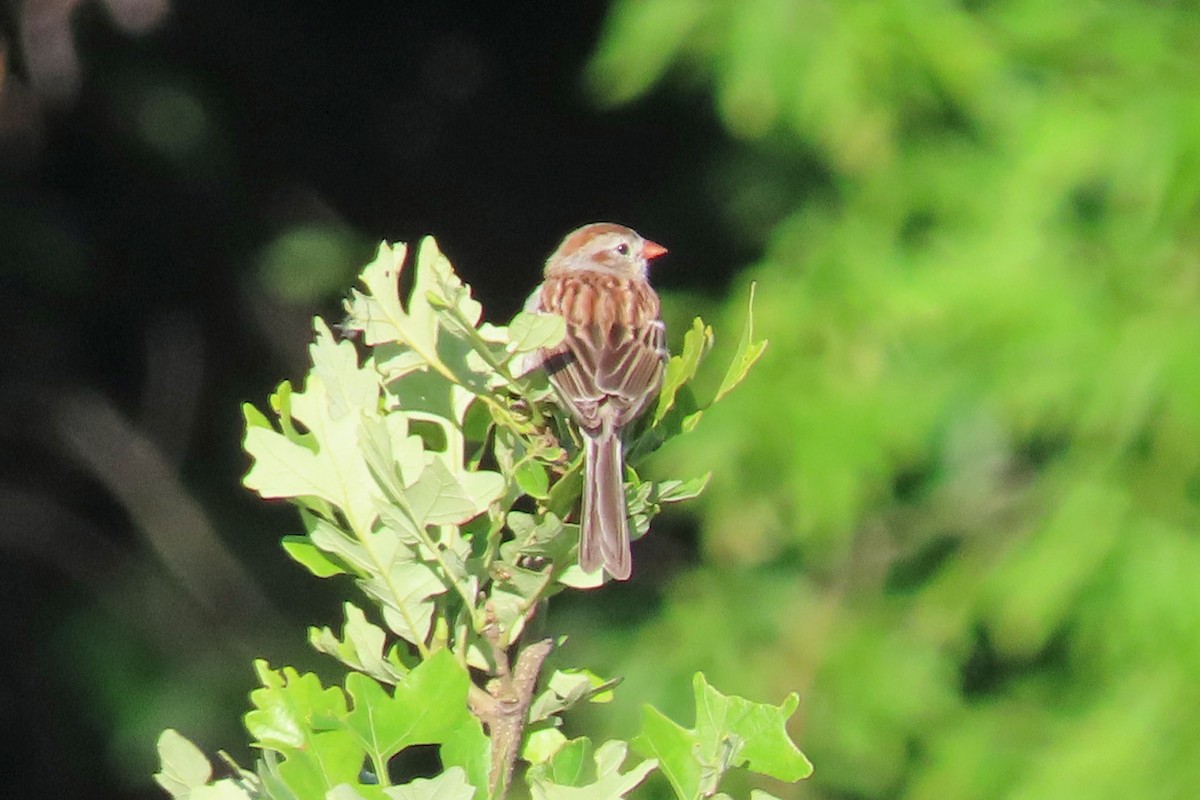 Field Sparrow - ML620747771