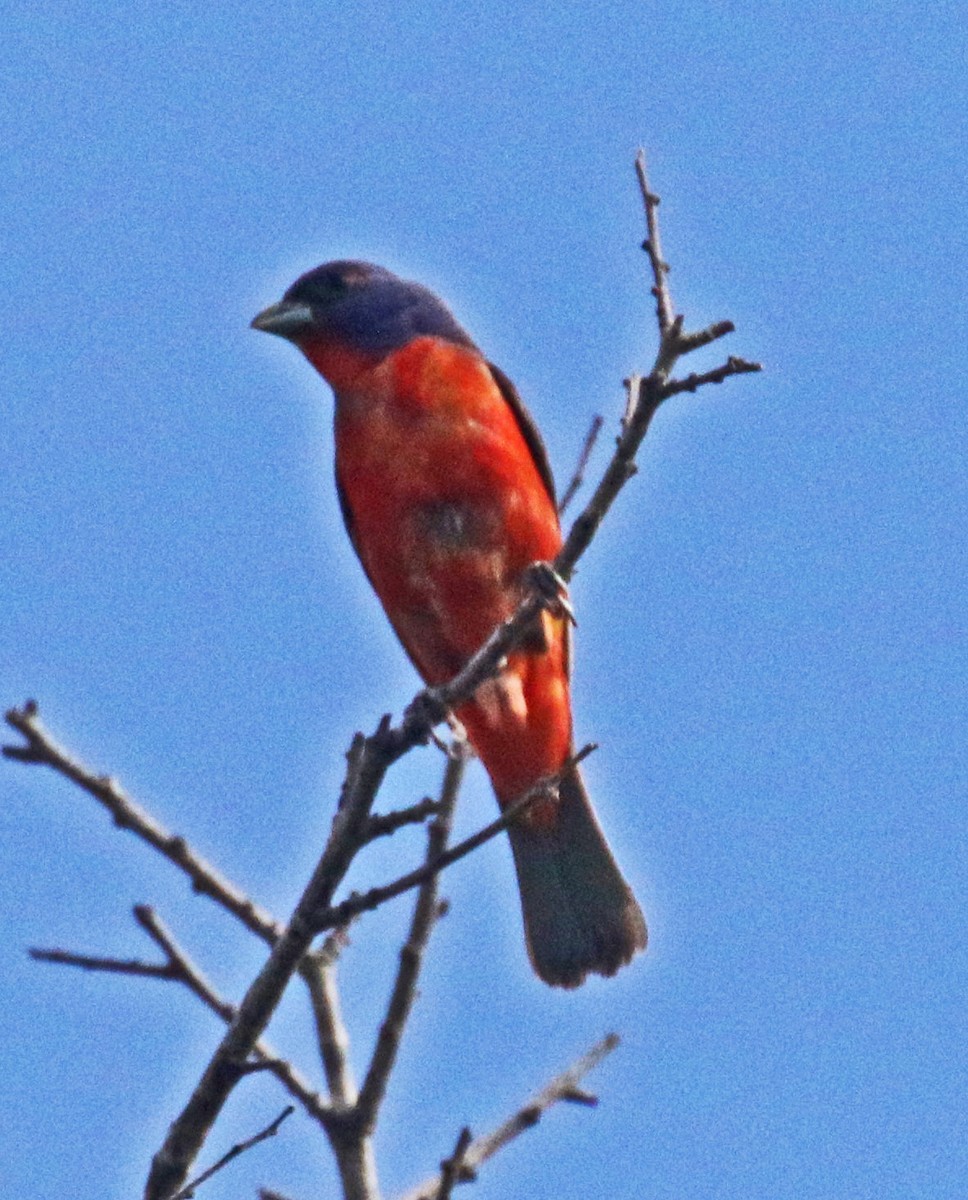 Painted Bunting - ML620747777