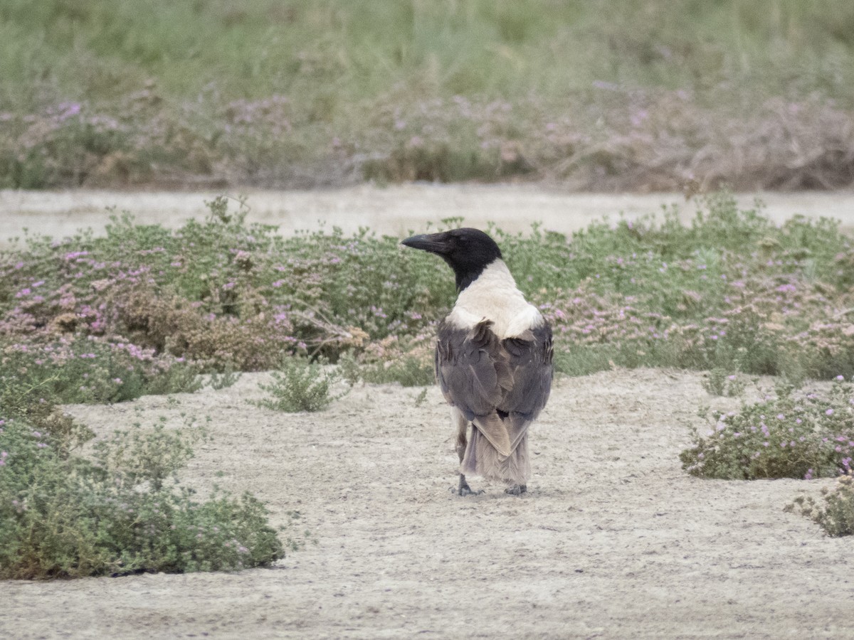 Hooded Crow - ML620747778