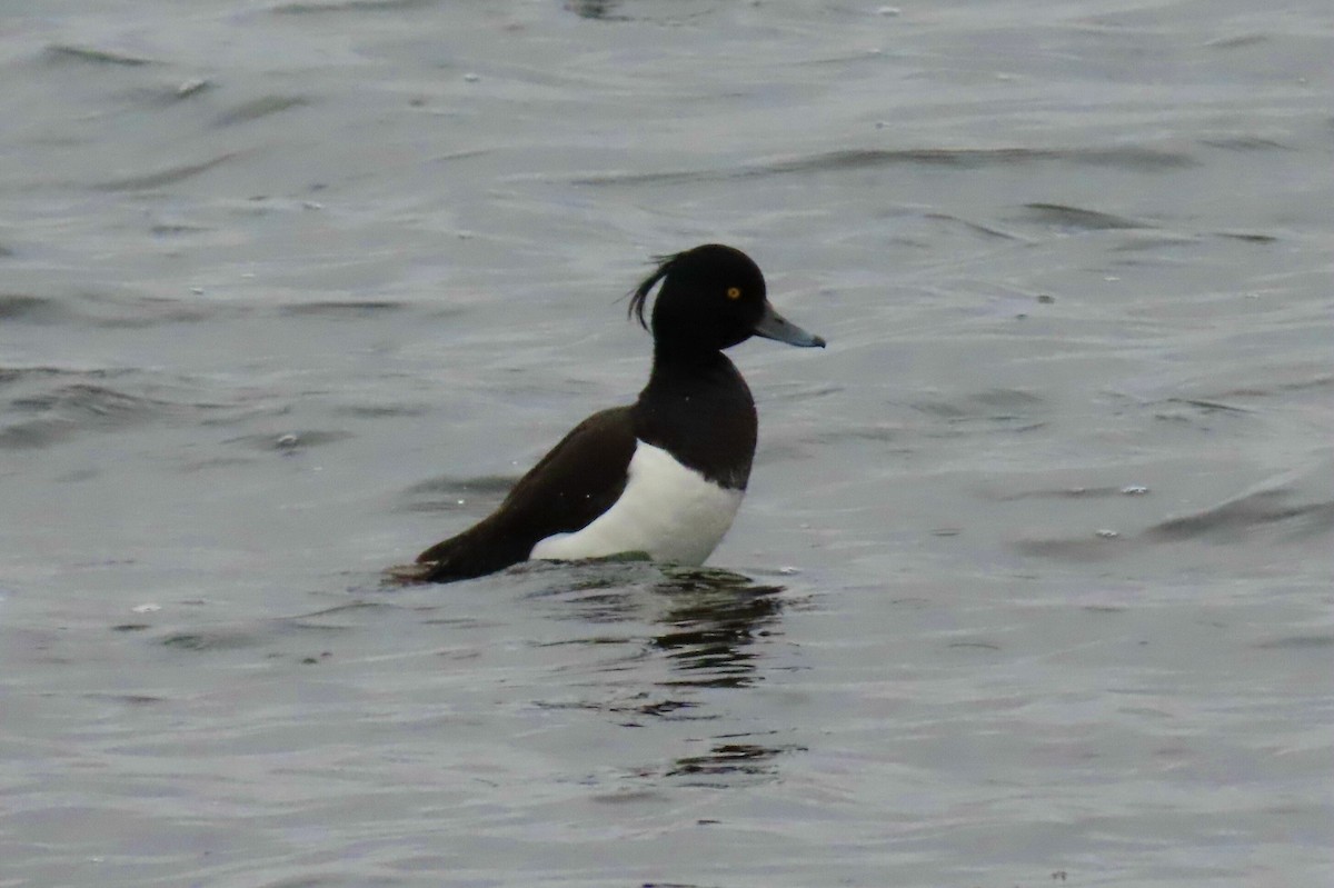 Tufted Duck - ML620747780