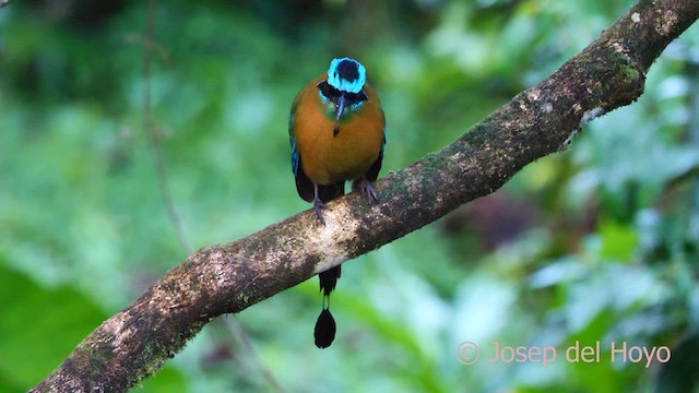 Lesson's Motmot - ML620747786